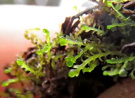 Attēlu rezultāti vaicājumam “Cladopodiella fluitans”