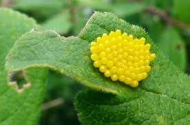 Attēlu rezultāti vaicājumam “Aporia crataegi pupa”