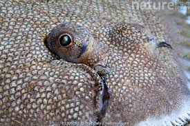 Image result for Solea solea