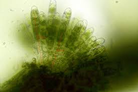 Attēlu rezultāti vaicājumam “Plagiothecium nemorale”