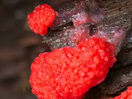 Attēlu rezultāti vaicājumam “Tubifera montana”