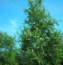 Attēlu rezultāti vaicājumam “Populus simonii”