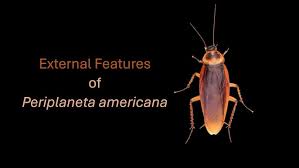 Image result for periplaneta americana