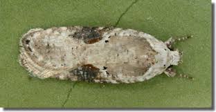 Attēlu rezultāti vaicājumam “Agonopterix alstromeriana”