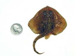 Image result for Amblyraja radiata