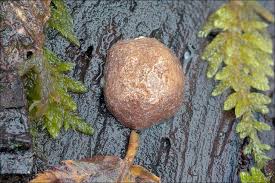 Attēlu rezultāti vaicājumam “Reticularia jurana”