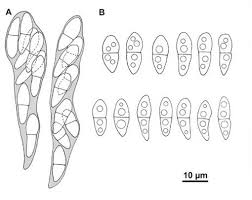 Attēlu rezultāti vaicājumam “Comatricha alta stalked”