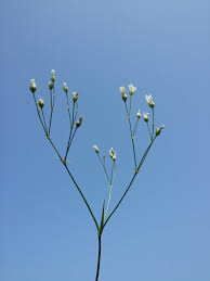 Attēlu rezultāti vaicājumam “Arenaria procera”