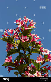 Attēlu rezultāti vaicājumam “Weigela praecox”