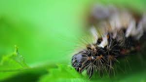 Attēlu rezultāti vaicājumam “Acronicta rumicis larva”