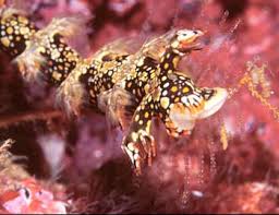 ผลการค้นหารูปภาพสำหรับ Bornella Anguilla