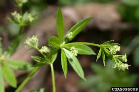 Attēlu rezultāti vaicājumam “Galium triflorum fruit”