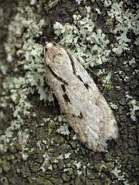 Attēlu rezultāti vaicājumam “Semioscopis avellanella”