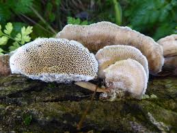 Attēlu rezultāti vaicājumam “Coriolopsis trogii”