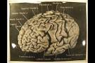 Snapshots explore Einstein's unusual brain : Nature News & Comment