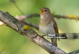 Image result for Luscinia luscinia