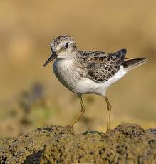 Image result for Calidris minutilla