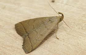 Attēlu rezultāti vaicājumam “Zanclognatha tarsipennalis”