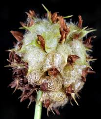 Attēlu rezultāti vaicājumam “Trifolium fragiferum”