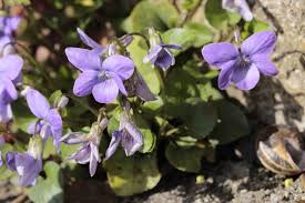 Image result for Veilchen