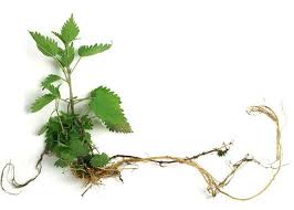 Attēlu rezultāti vaicājumam “Urtica dioica leaf”