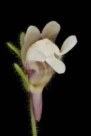 Attēlu rezultāti vaicājumam “Microrrhinum minus flower”