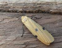 Attēlu rezultāti vaicājumam “Lithosia quadra male”