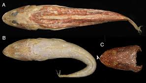 Image result for Platycephalus speculator