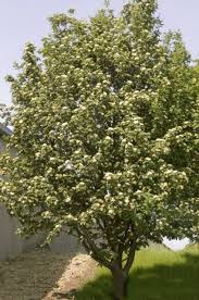 Attēlu rezultāti vaicājumam “Sorbus hybrida”