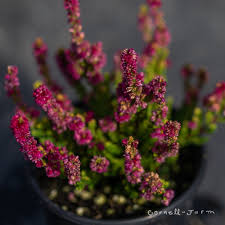 Attēlu rezultāti vaicājumam “Calluna vulgaris flower”