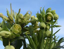Image result for Helleborus foetidus