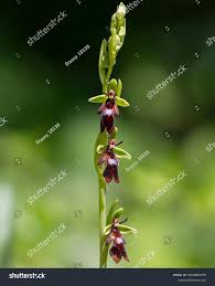 Attēlu rezultāti vaicājumam “Ophrys insectifera flower”