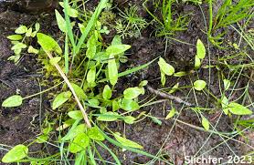 Attēlu rezultāti vaicājumam “Ranunculus flammula bud”