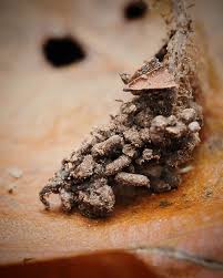 Attēlu rezultāti vaicājumam “Colloderma robustum spores”