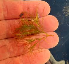 Attēlu rezultāti vaicājumam “Najas minor”