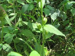 Attēlu rezultāti vaicājumam “Calystegia inflata leaf”