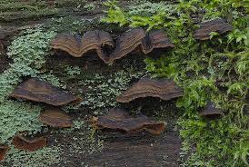 Attēlu rezultāti vaicājumam “Hymenochaete rubiginosa”