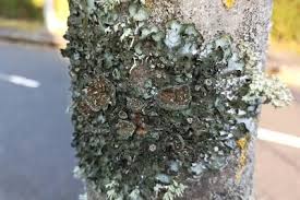 Attēlu rezultāti vaicājumam “Pleurosticta acetabulum”