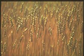 Attēlu rezultāti vaicājumam “Gramineae”