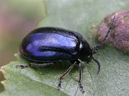 Attēlu rezultāti vaicājumam “Agelastica alni”