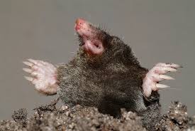 Attēlu rezultāti vaicājumam “Talpa europaea”