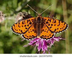 Attēlu rezultāti vaicājumam “Melitaea didyma”