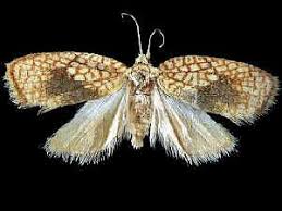 Attēlu rezultāti vaicājumam “Acleris forsskaleana”