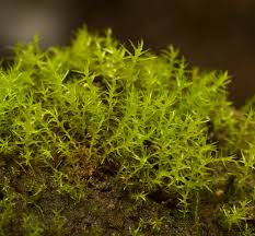 Attēlu rezultāti vaicājumam “Dicranella schreberiana”