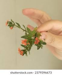 Attēlu rezultāti vaicājumam “Anagallis arvensis leaf”