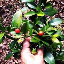 Attēlu rezultāti vaicājumam “Rhinanthus serotinus fruit”