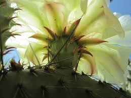 Attēlu rezultāti vaicājumam “Chara polyacantha”