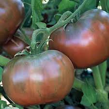 Afbeeldingsresultaat voor cherokee purple tomato