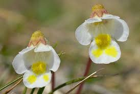 Attēlu rezultāti vaicājumam “Pinguicula alpina flower”