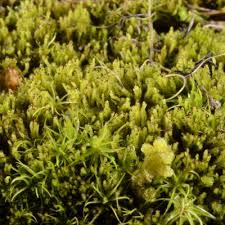 Attēlu rezultāti vaicājumam “Anastrophyllum hellerianum”